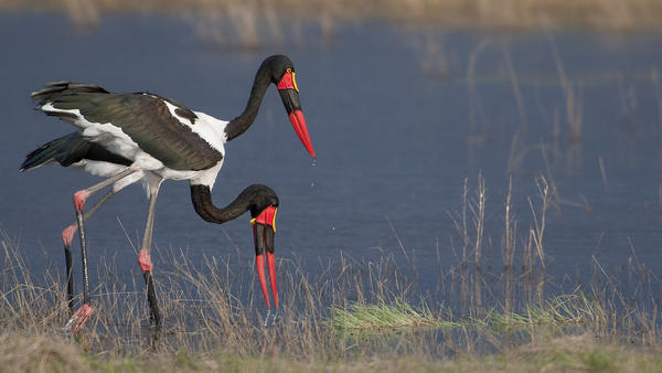 Botswana