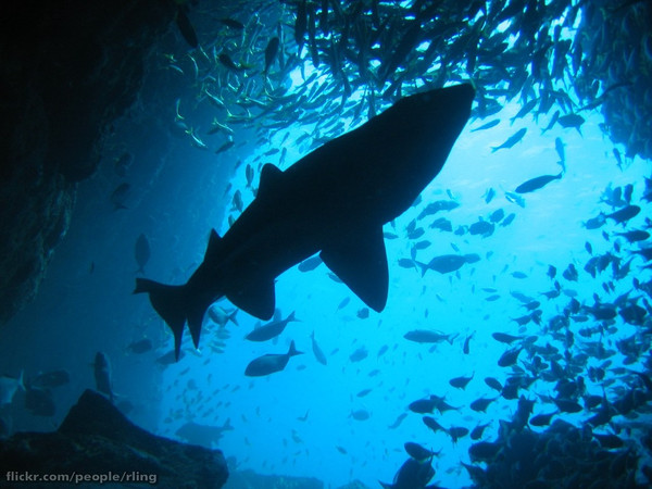 Grey Nurse Shark