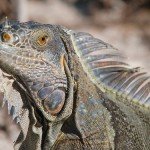 6980044734_b1c2f9ce66