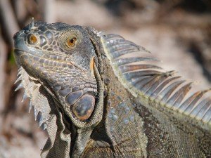 Image by Sarunas Burdulis