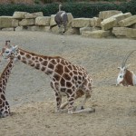 Dublin Zoo