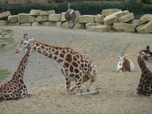 Dublin Zoo