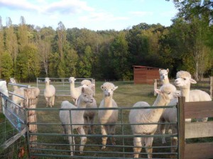 Pet Sitting Pet Sitting