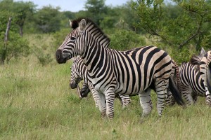 Zebra in Kruger National Park Zebra in Kruger