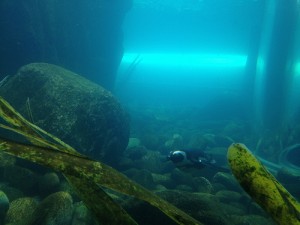 bristolzoo