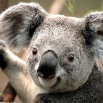 falsaria1362737954Koala