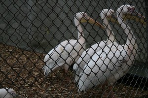 longleat