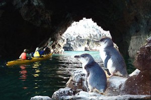 Things to do in Akaroa Things to do in Akaroa