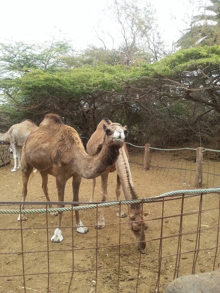 camels in Gran canaira