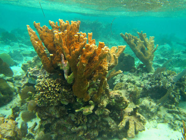 Elkhorn coral