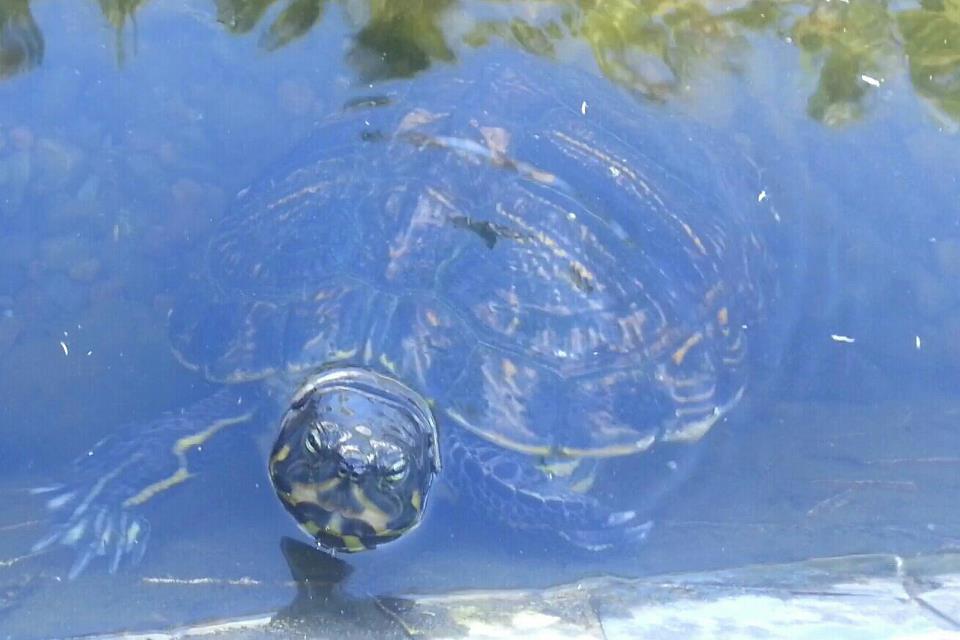 turtles in gran canaria