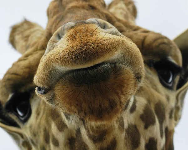 Animals In a Zoo