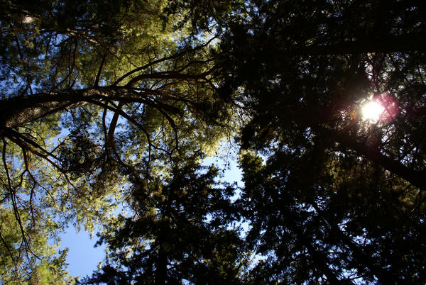 Crete Forest Holiday