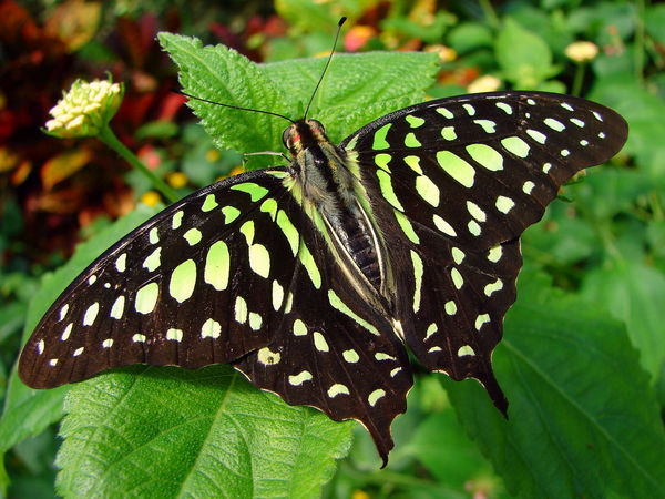 Kirstenbosche Botanical Gardens