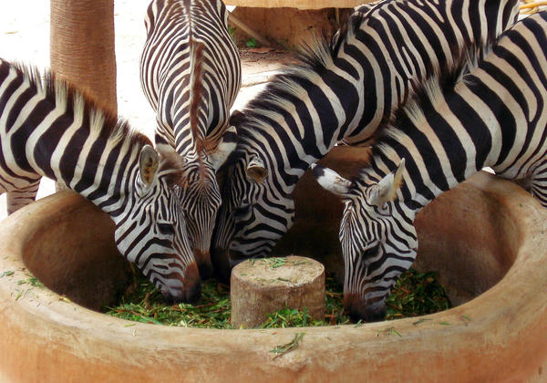 Woodland Park Zoo, Seattle