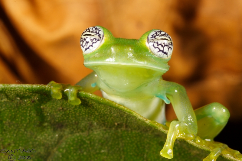 Amazon Rainforest - Ecuador