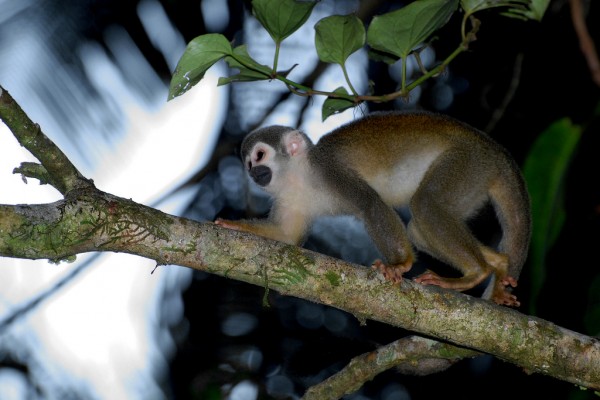 Amazonia, Ecuador