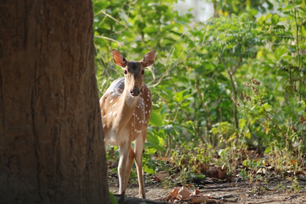 Corbett National Park