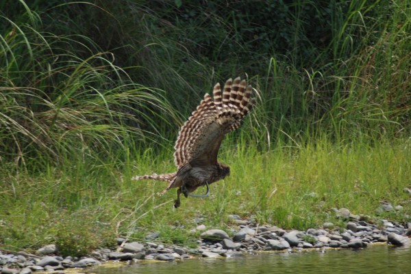 Corbett National Park