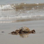 coney-island-1153787_1920