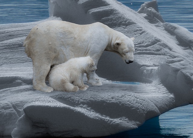 polar-bear-709682_640