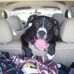 Enjoy a Car Journey with Your Dog
