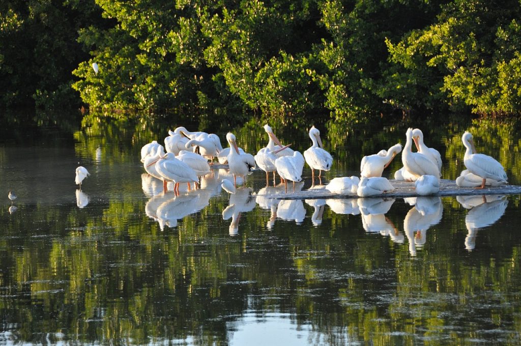 Sanibel Island - Florida
