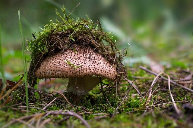 mushroom-growing regions